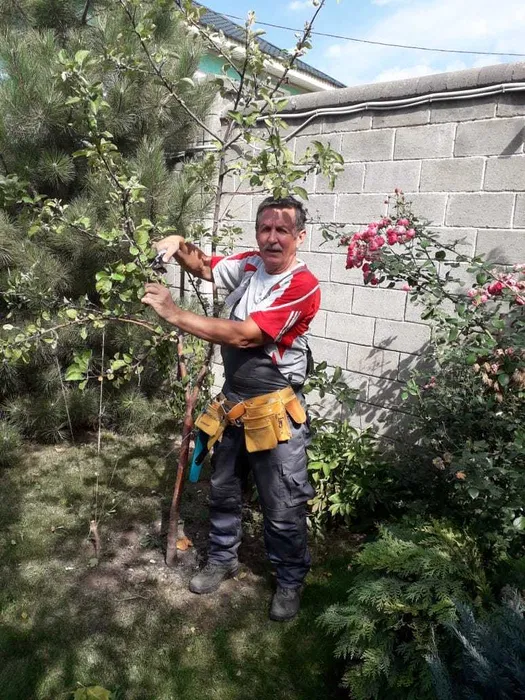 Мастер Василий обрезает дерево